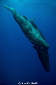 "Going down",  pair of Sperm whale on thier way to the in... by Arun Madisetti 